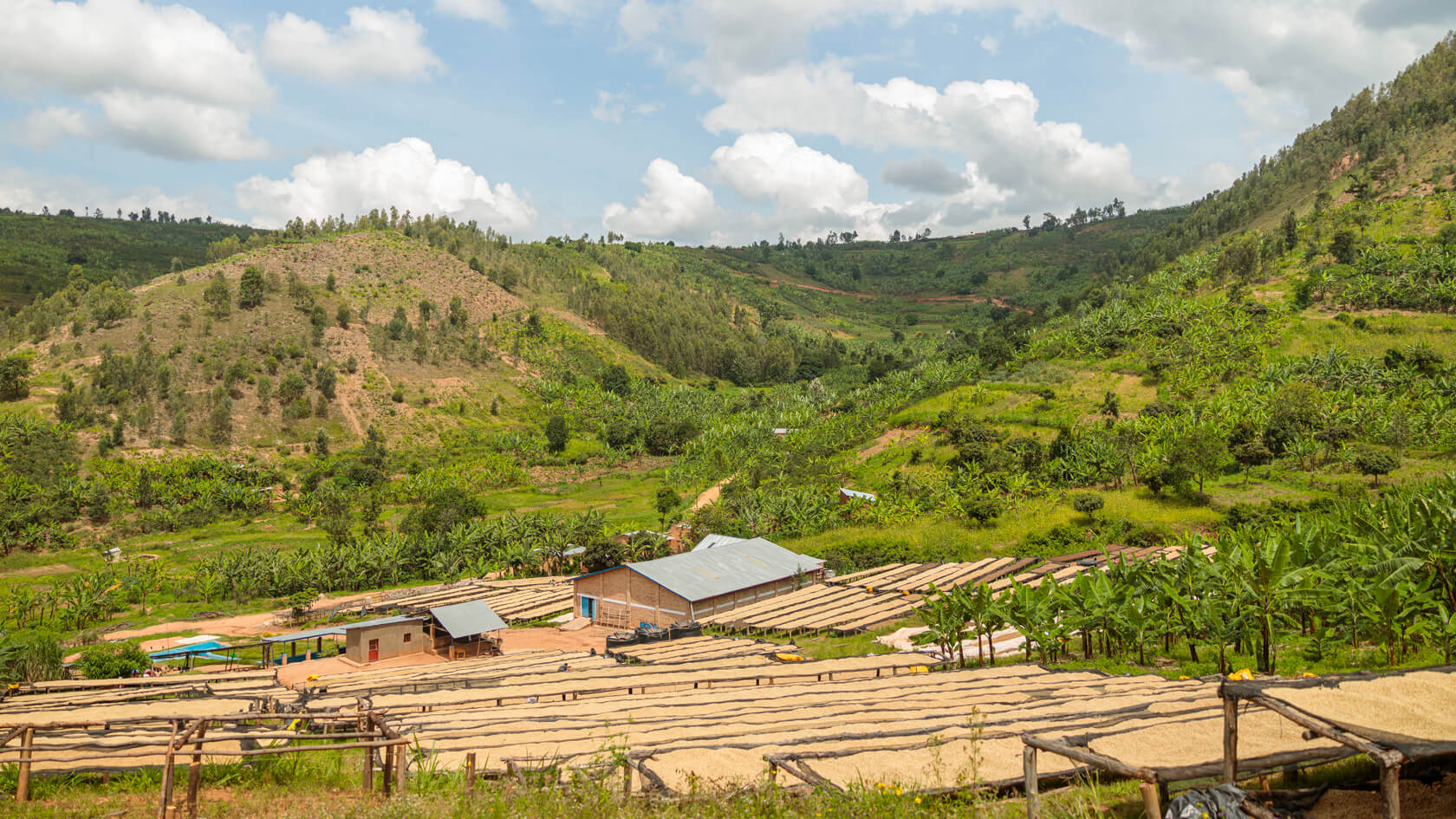 Ferme de café au Rwanda