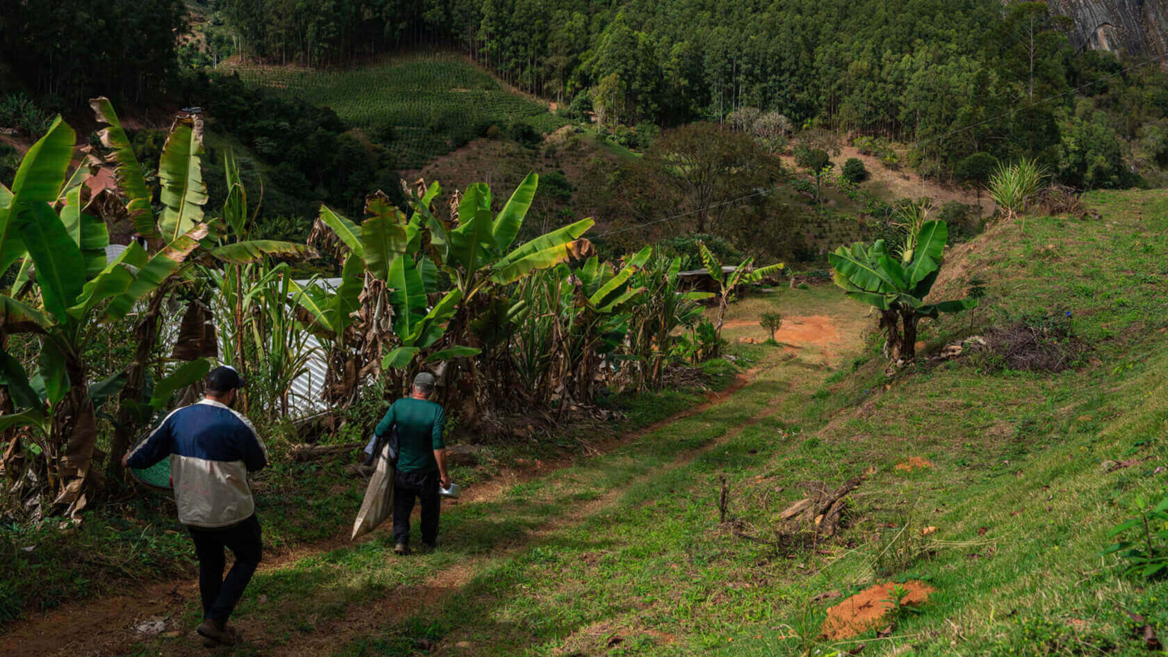 Caféiers dans la région de Espirito Santo au Brésil