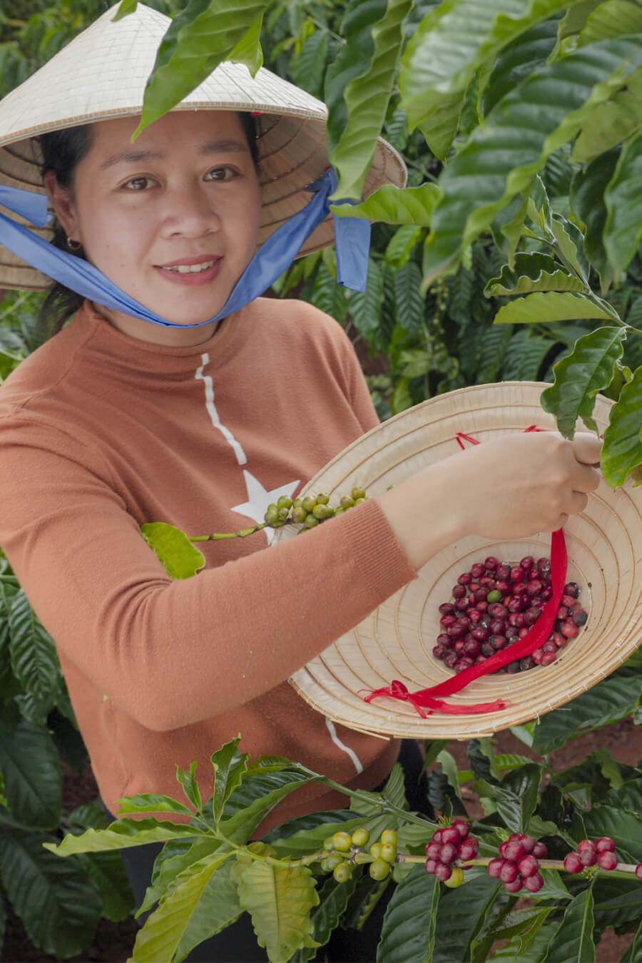 Cueilleuse de café au Vietnam