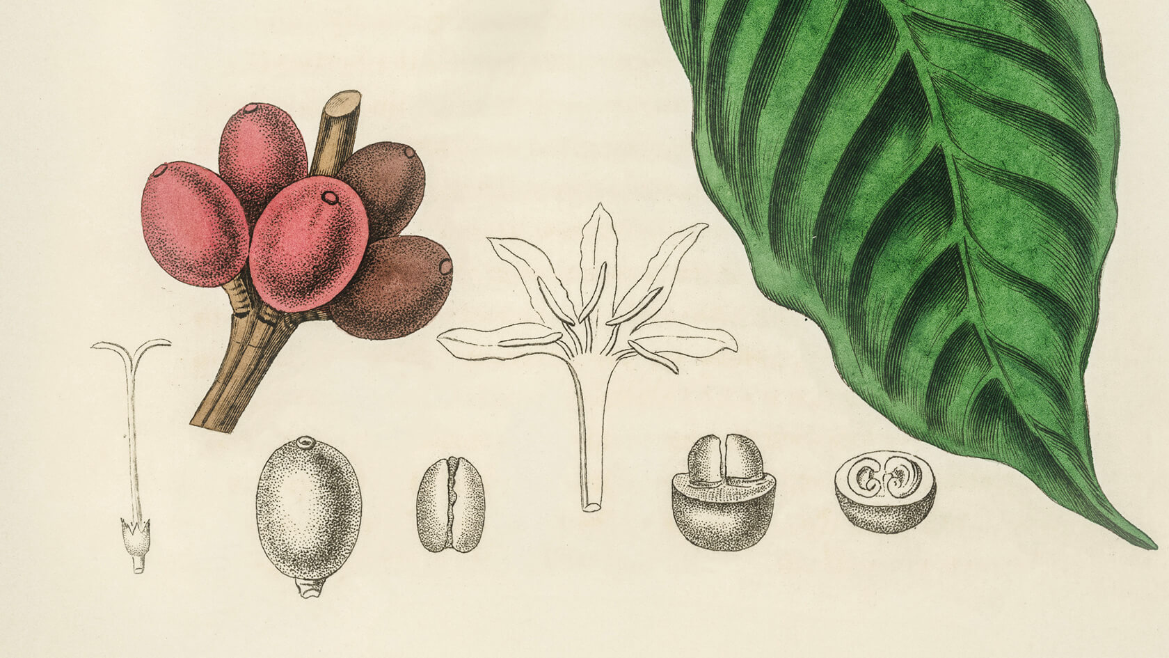 Illustration grain de café